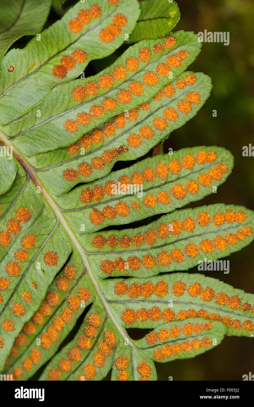 Le polypode commun (Polypodium vulgare), sur une paroi rocheuse, Allemagne Banque D'Images