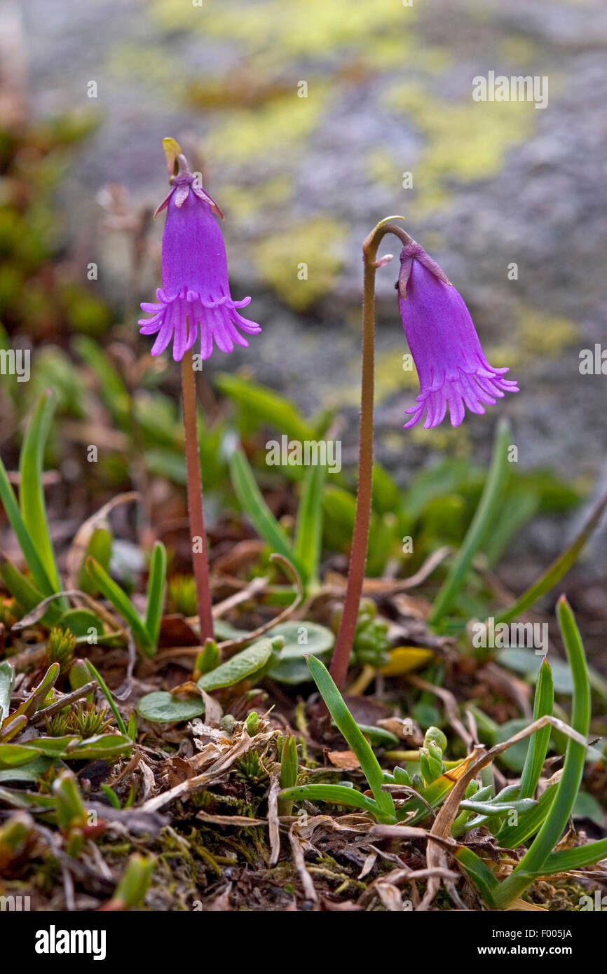 Soldanella nain, Nain Snowbell Soldanella pusilla (fleurs, Soldanella alpicola), blooming, Allemagne Banque D'Images