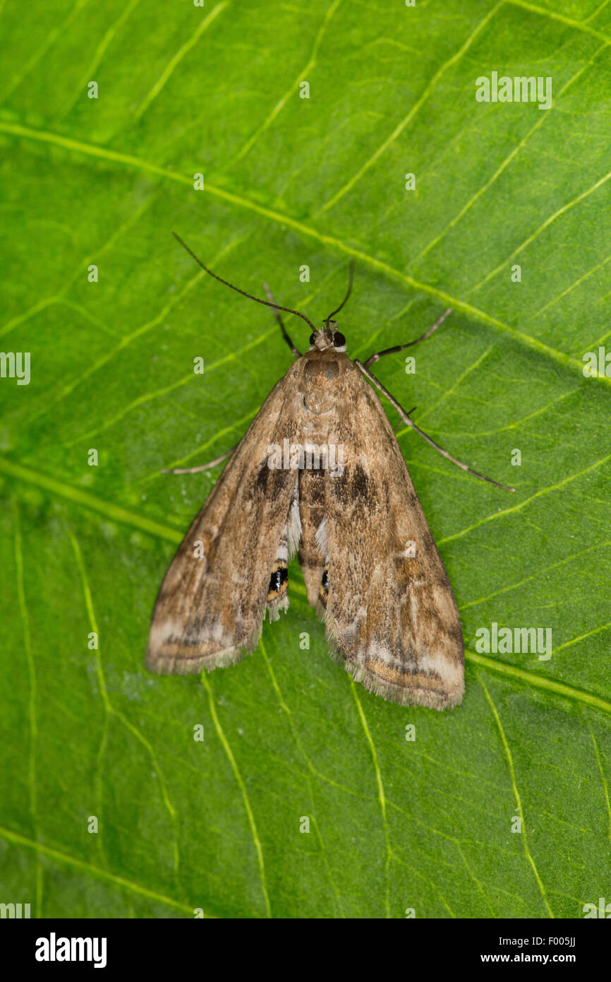 Petite marque de la Chine La Chine, petite marque (Cataclysta lemnata Cataclysta, lemnalis), femelle sur une feuille, Allemagne Banque D'Images