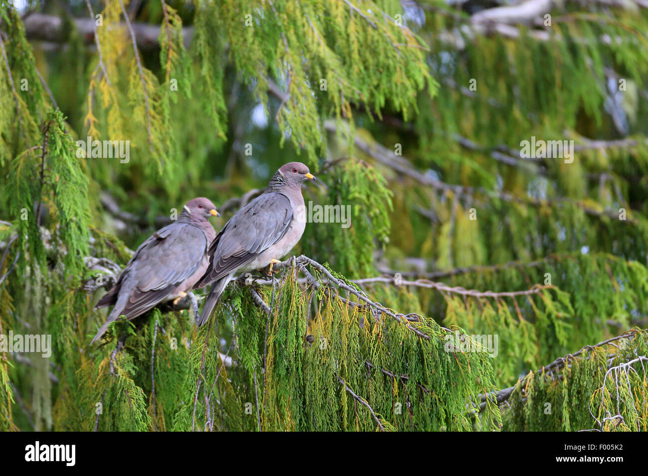Le pigeon à queue barrée (Patagioenas fasciata), paire se trouve dans un arbre conifère, l'île de Vancouver, Canada Banque D'Images