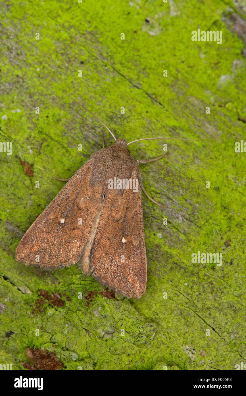 (Mythimna albipunctata White-Point, Hyphilare Hyphilare albipunctata, albipuncta, Aletia albipuncta), sur l'écorce verte, Allemagne Banque D'Images