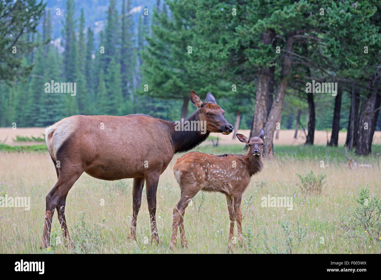 Wapiti, le wapiti (Cervus elaphus canadensis, Cervus canadensis), Hind avec un faon dans une clairière, Canada, Banff National Park Banque D'Images