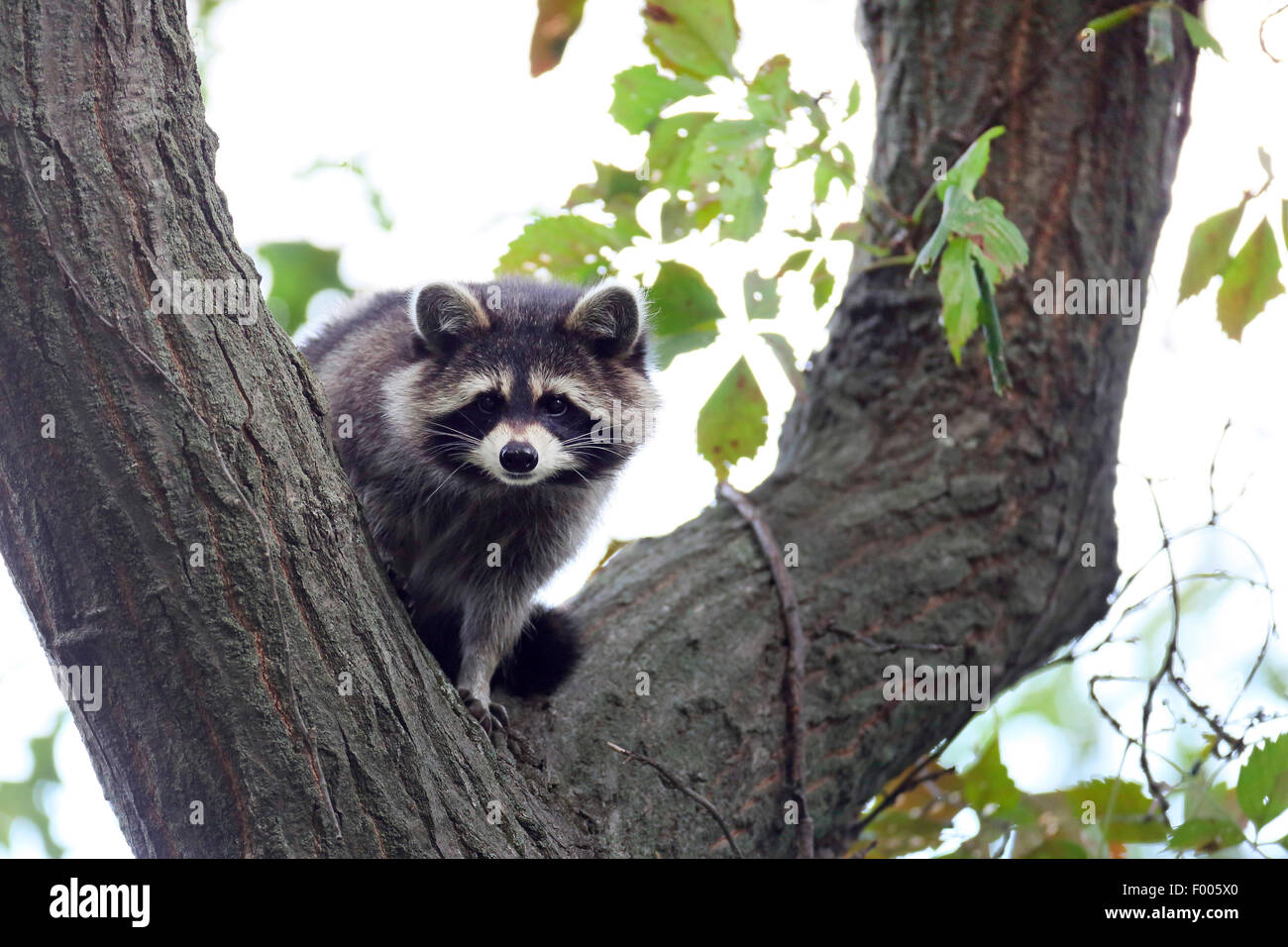 Politique raton laveur (Procyon lotor), assis dans un arbre, le Canada, l'Ontario, le Parc National de la Pointe Pelée Banque D'Images