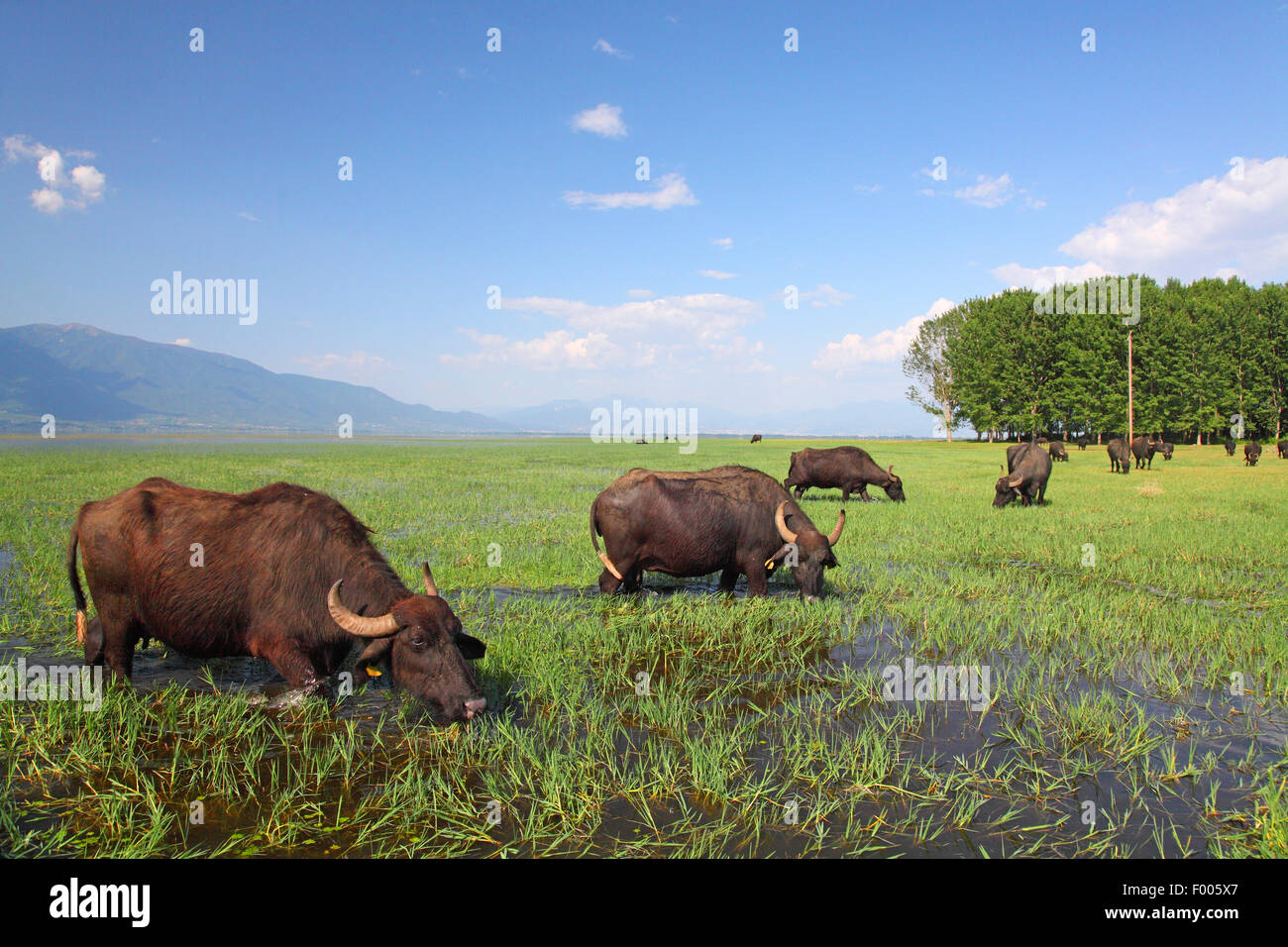 Buffle d'Asie, wild water buffalo, carabao (Bubalus bubalis, Bubalus arnee), des buffles d'eau sauvages paissant dans une prairie inondée, la Grèce, le lac Kerkini Banque D'Images