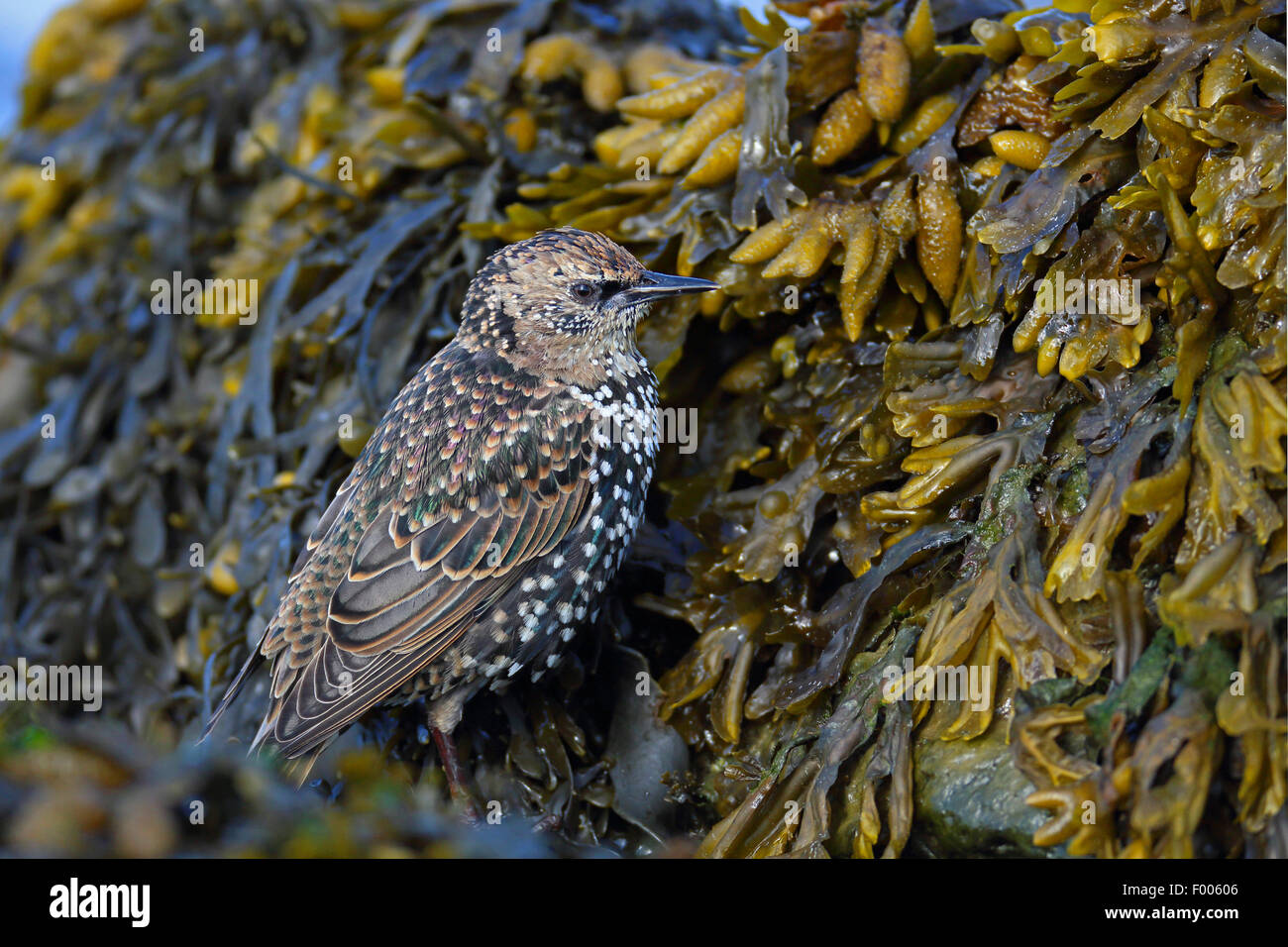 Étourneau sansonnet (Sturnus vulgaris), l'étourneau en plumage d'hiver à la recherche de nourriture à bladderrack frise, Pays-Bas, Banque D'Images
