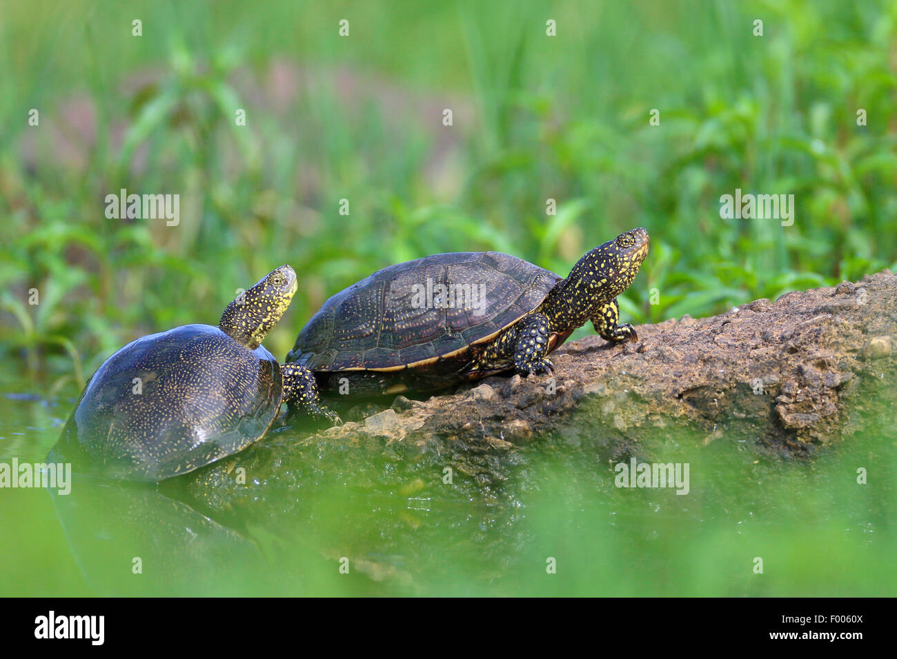 Étang d'Europe, tortue tortue de l'étang d'Europe, Emys orbicularis (tortue), deux tortues d'asseoir à une pierre, la Grèce, le lac Kerkini Banque D'Images