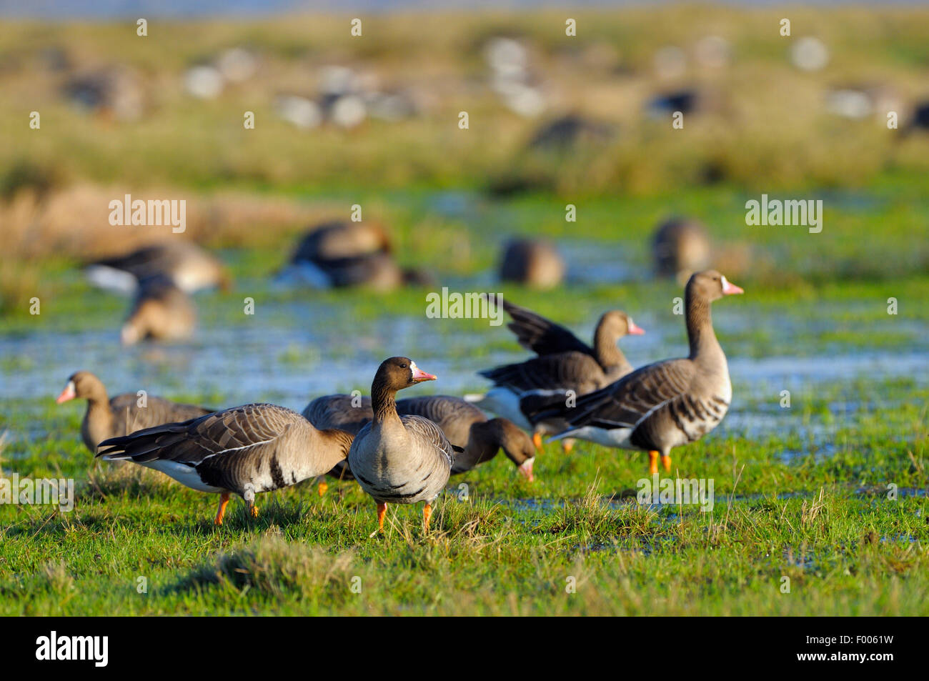 De l'oie naine (Anser albifrons), groupe sur un marais prairie, Allemagne, Rhénanie du Nord-Westphalie, NSG Dingdener Heide Banque D'Images