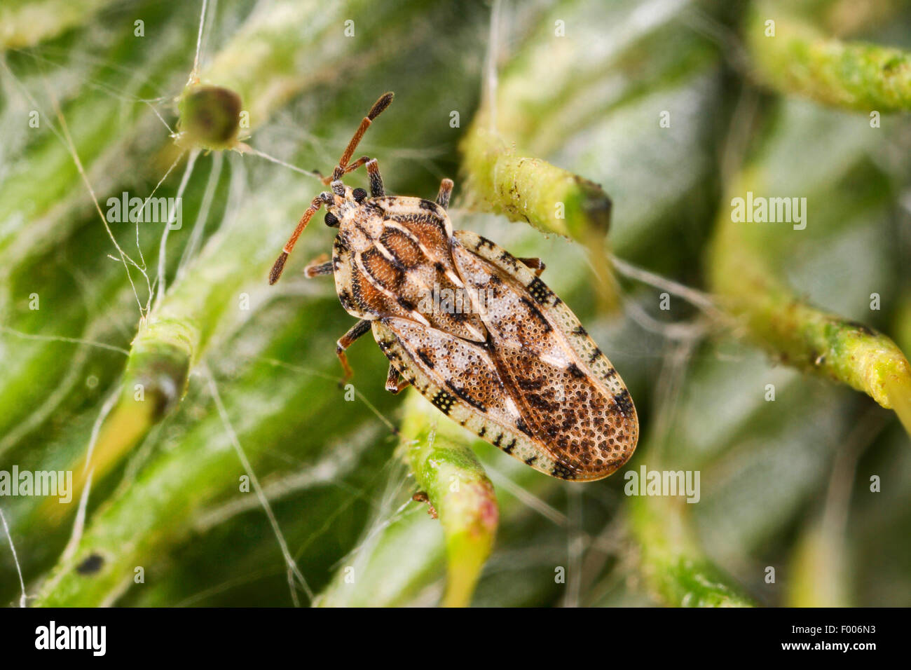 Chardon, lacebug Spear Spear thistle lace bug (Tingis cardui), assis sur une usine, Allemagne Banque D'Images