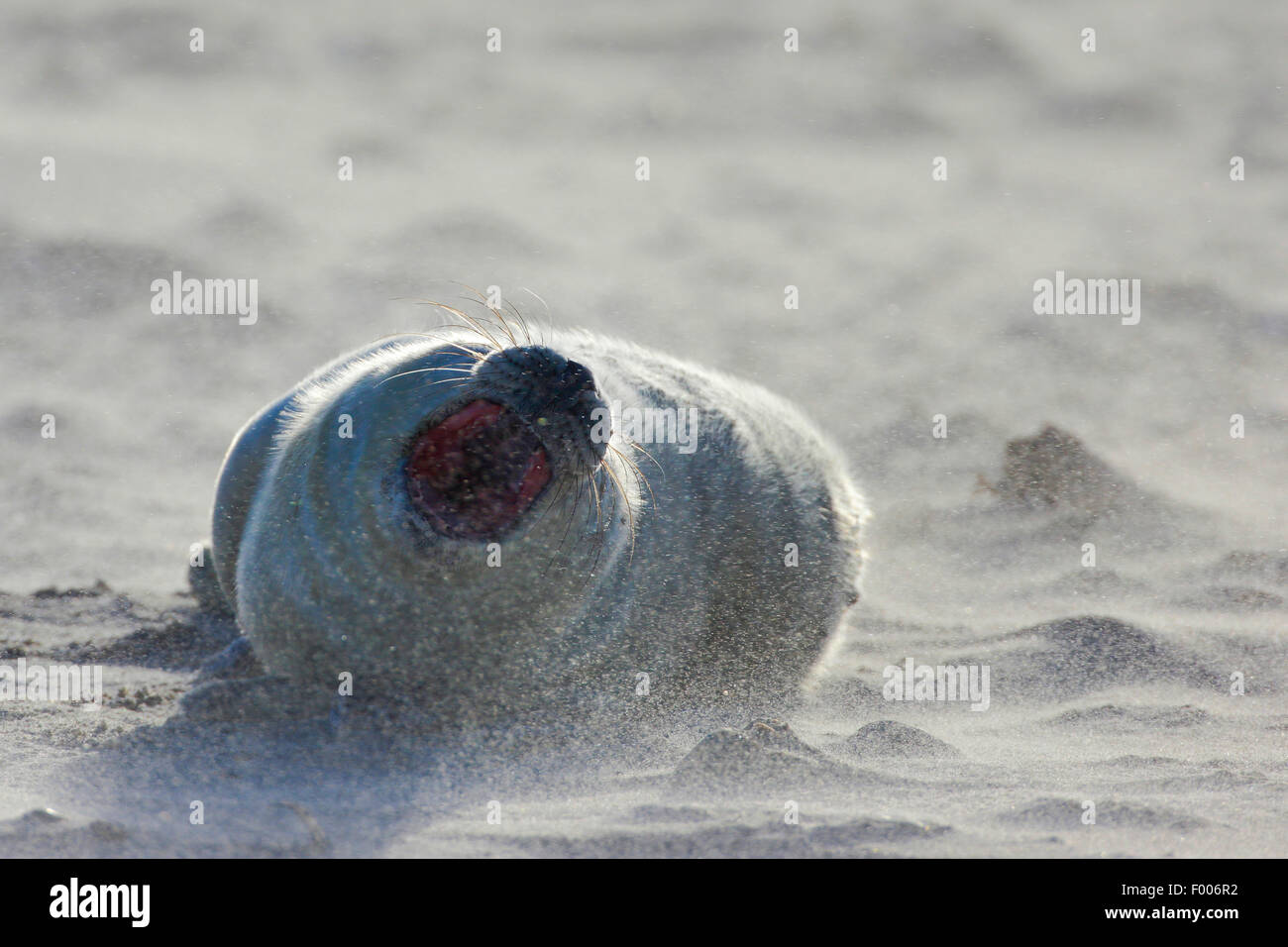 Phoque gris (Halichoerus grypus), juvénile dans la tempête, l'Allemagne, Schleswig-Holstein, Helgoland Banque D'Images