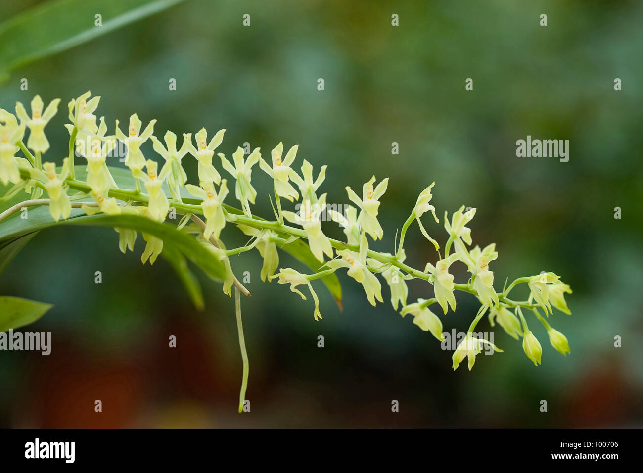 Gomesa crispa (Gomesa crispa), inflorescence Banque D'Images