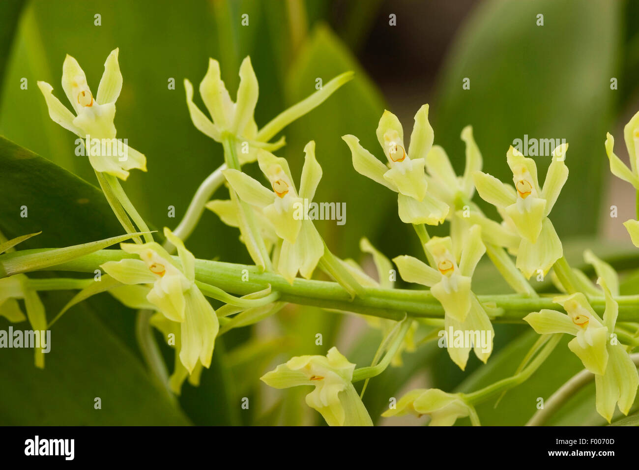 Gomesa crispa (Gomesa crispa), inflorescence Banque D'Images