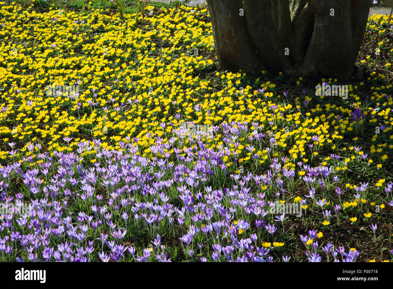 Aconit d'hiver (Eranthis hyemalis), avec des crocus dans un jardin, Allemagne Banque D'Images