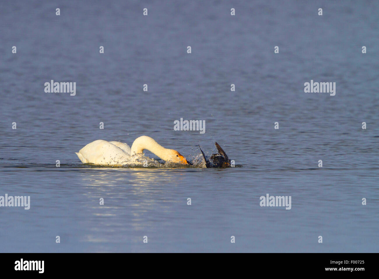 Cygne chanteur (Cygnus cygnus), attaques fuligule morillon, détient sur sa queue, l'Allemagne, la Bavière, le lac de Chiemsee Banque D'Images