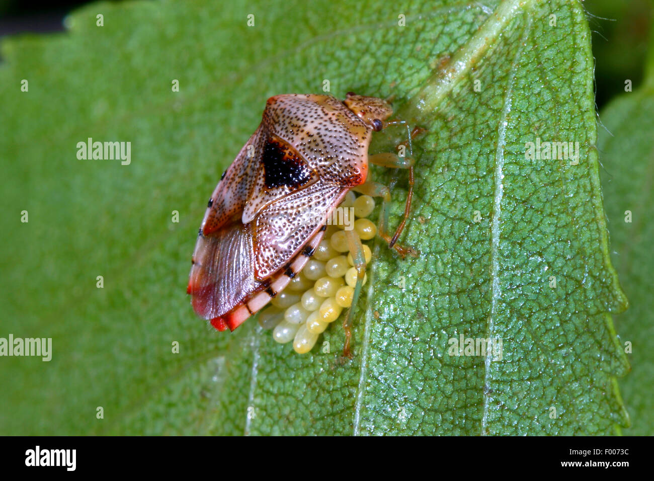 Bug parent, le maternage bug (Elasmucha grisea), garde ses œufs, Allemagne Banque D'Images