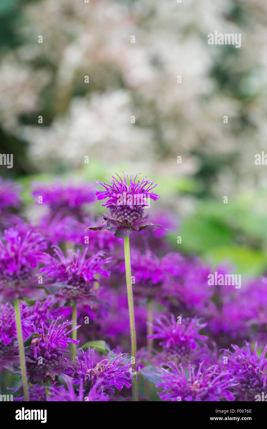 Monarda 'scorpion'. Fleurs de bergamote Banque D'Images