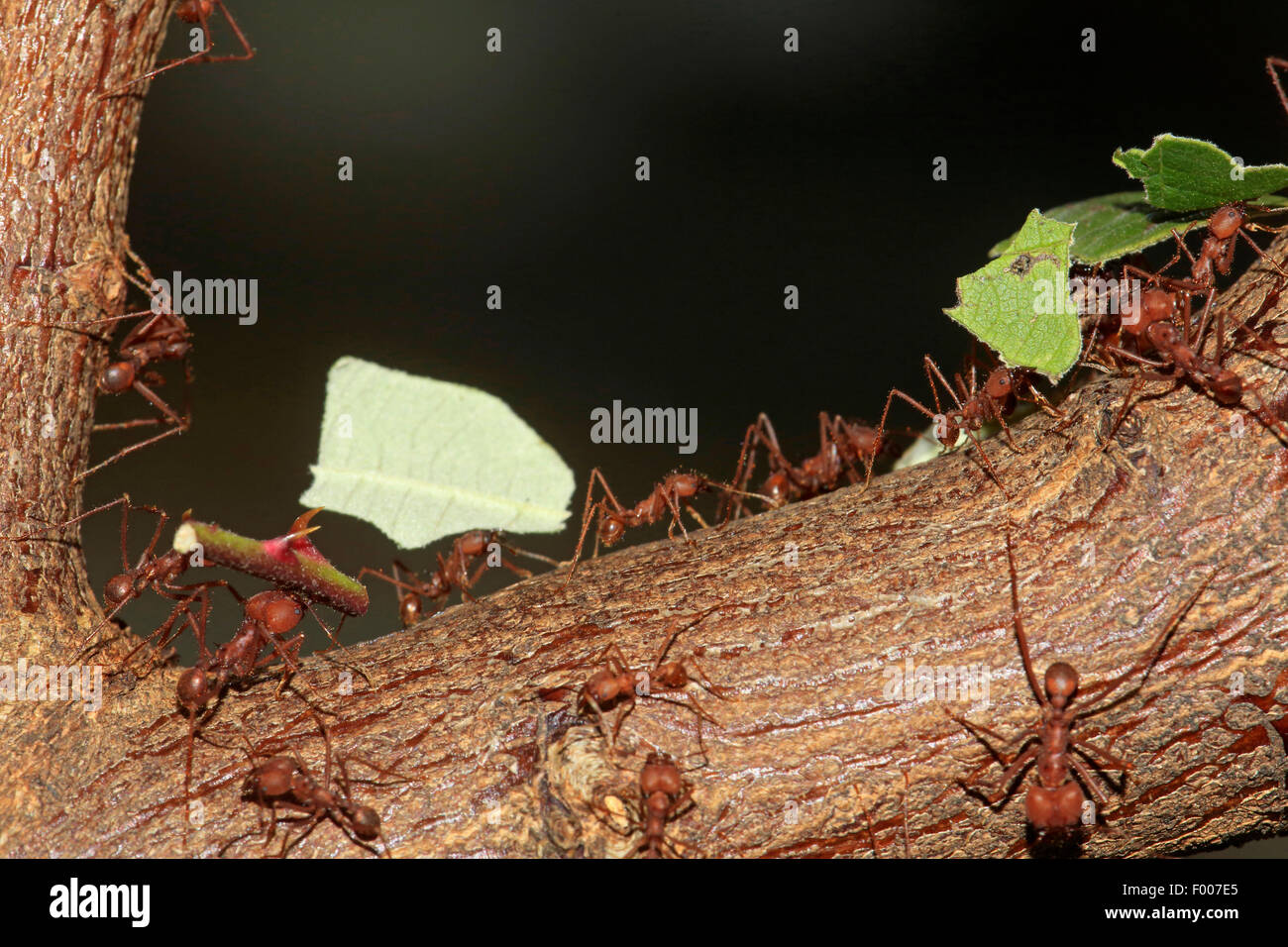 Mégachiles Atta sexdens (ant), plusieurs pièces avec les fourmis de mégachiles de feuilles et tiges Banque D'Images