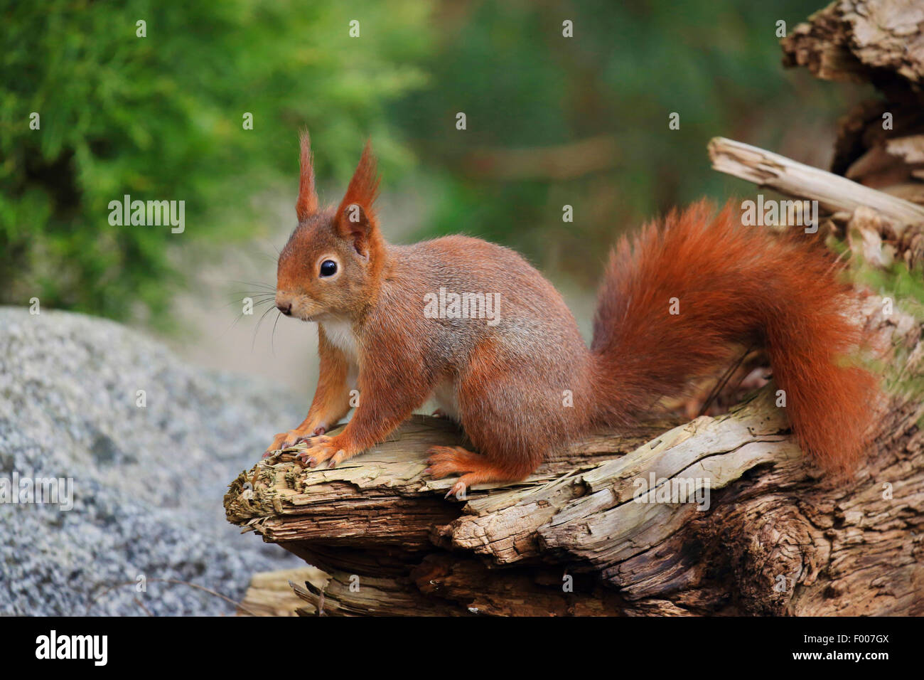 L'écureuil roux européen eurasien, l'écureuil roux (Sciurus vulgaris), sur le bois mort, Allemagne Banque D'Images