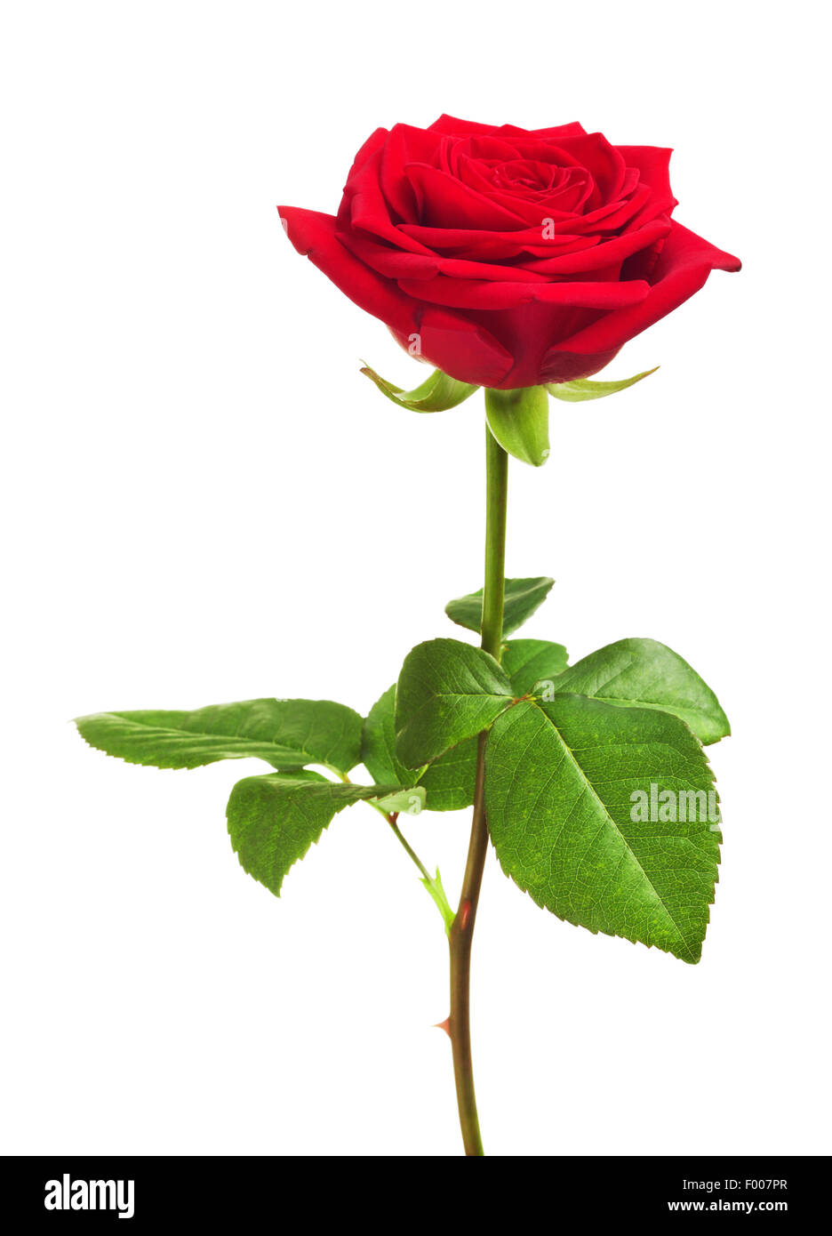 Rose rouge fleur, isolé sur fond blanc Banque D'Images