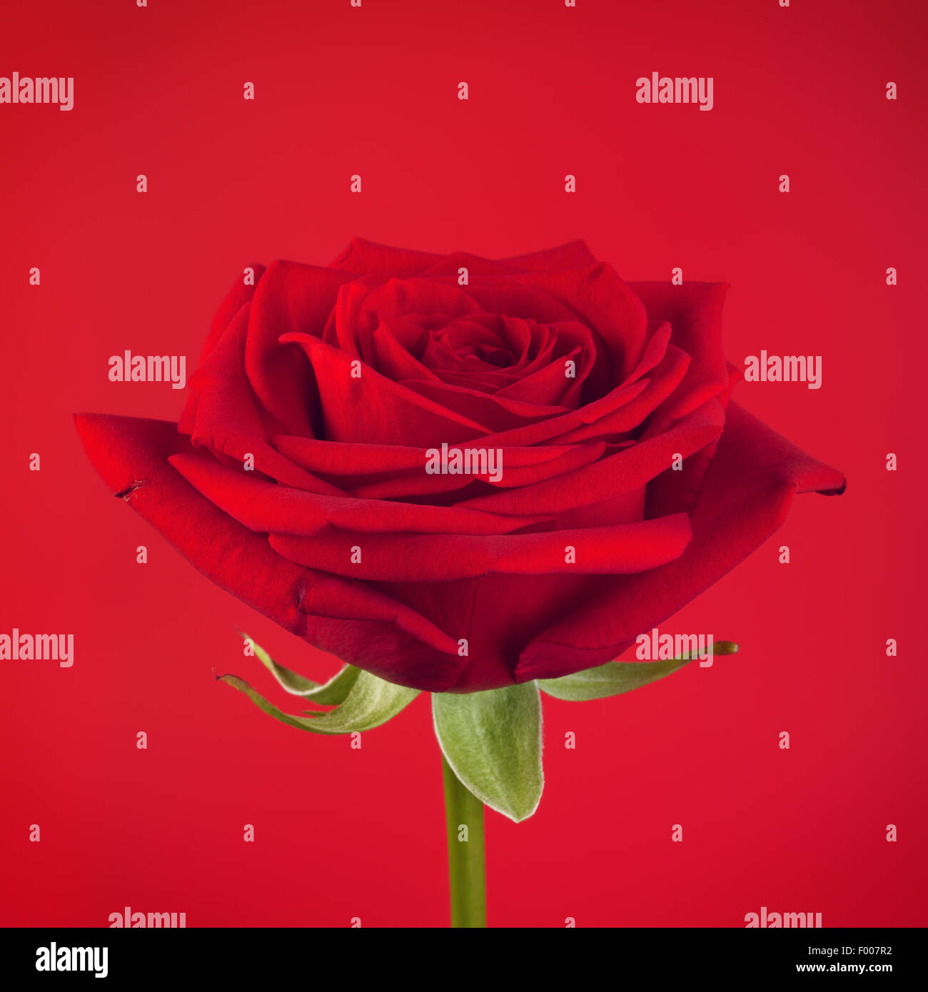Rose rouge fleur, sur fond rouge Banque D'Images