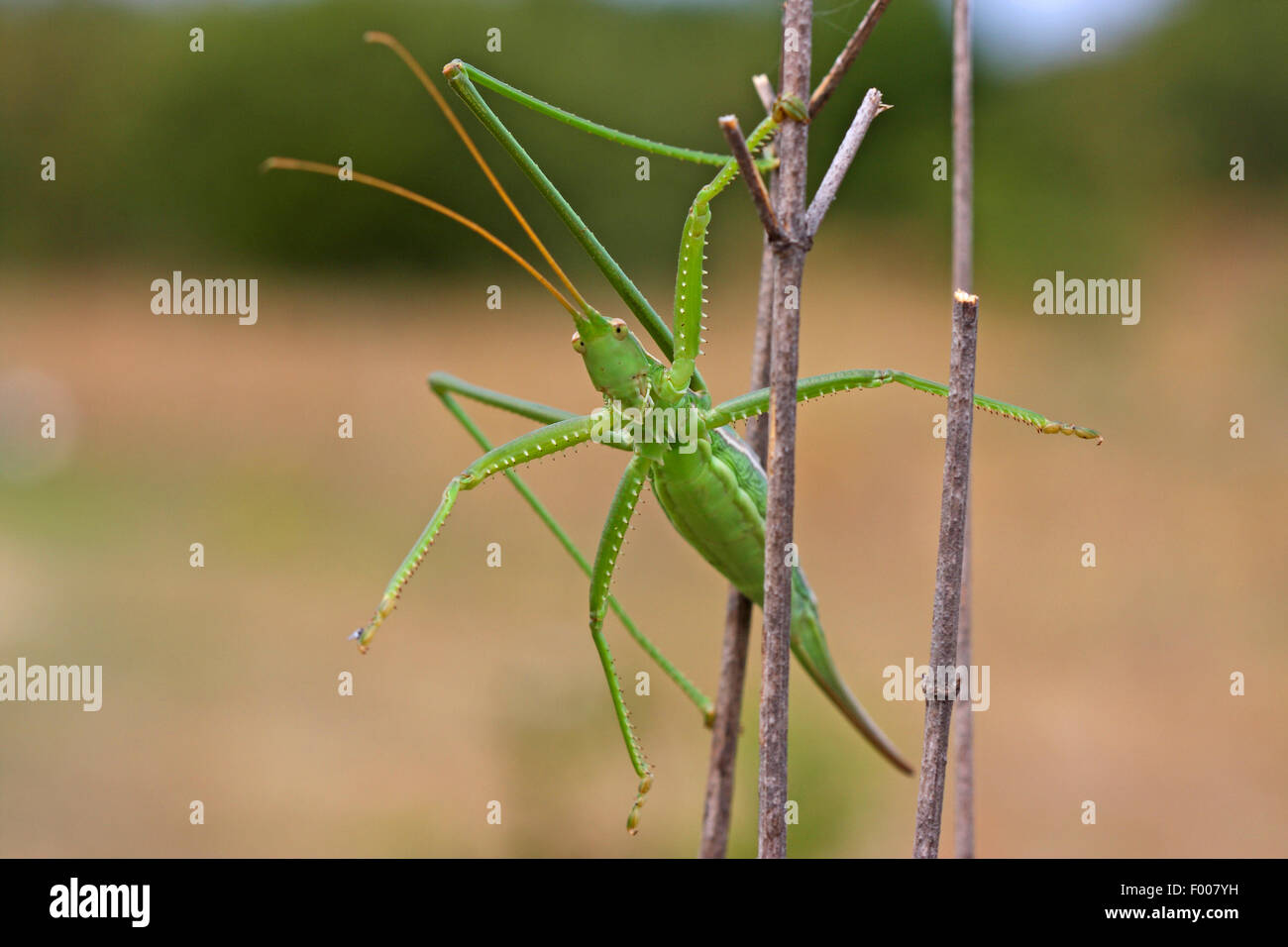 Bush prédatrice, bush-cricket cricket prédatrice, magicien (Saga pedo), femelle à une pousse Banque D'Images