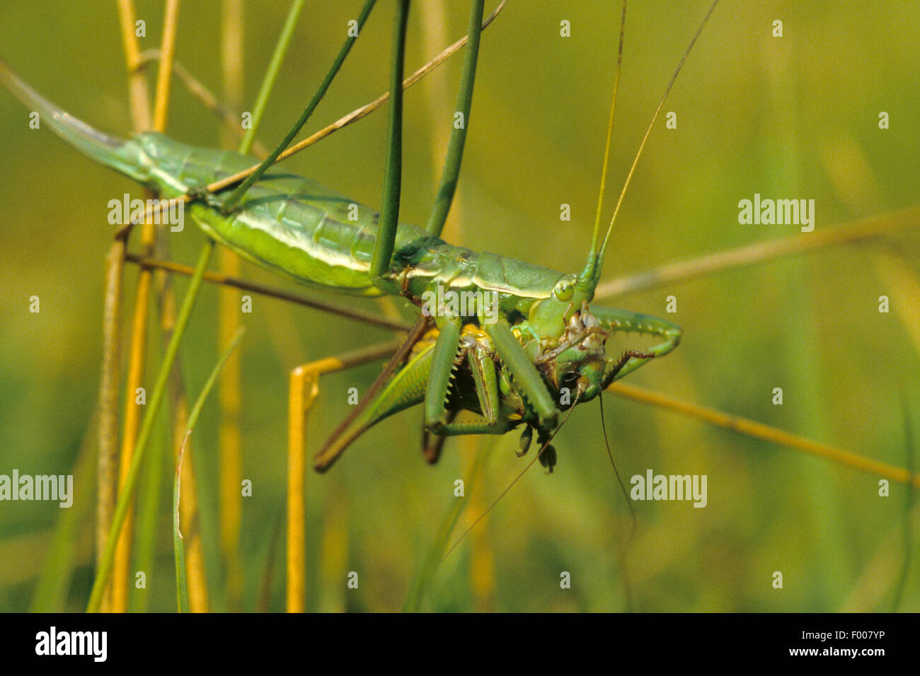 Bush prédatrice, bush-cricket cricket prédatrice, magicien (Saga pedo), femme avec les proies Banque D'Images