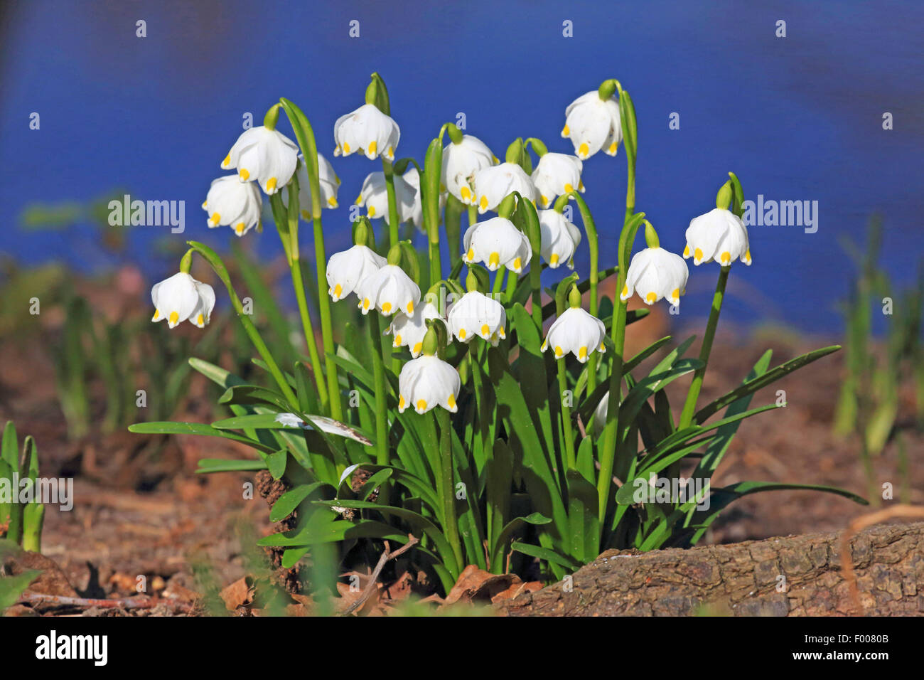 Printemps Leucojum vernum (flocon), blooming, Allemagne Banque D'Images