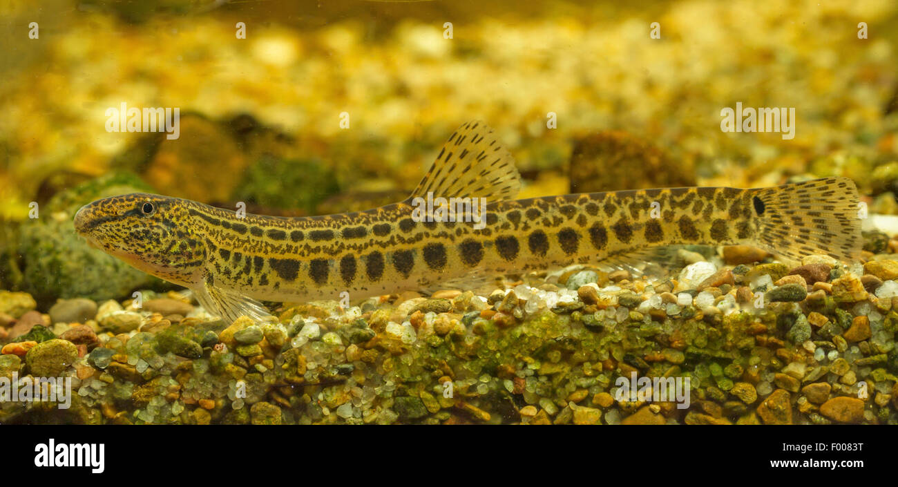 Épines loach, repéré weatherfish (Cobitis taenia), Femme Banque D'Images