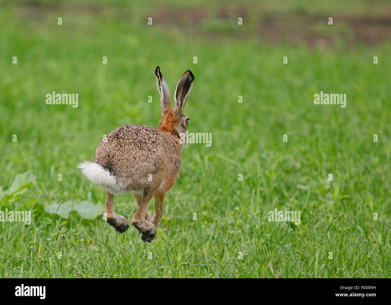 Lièvre européen, lièvre Brun (Lepus europaeus), sur la course, Allemagne Banque D'Images