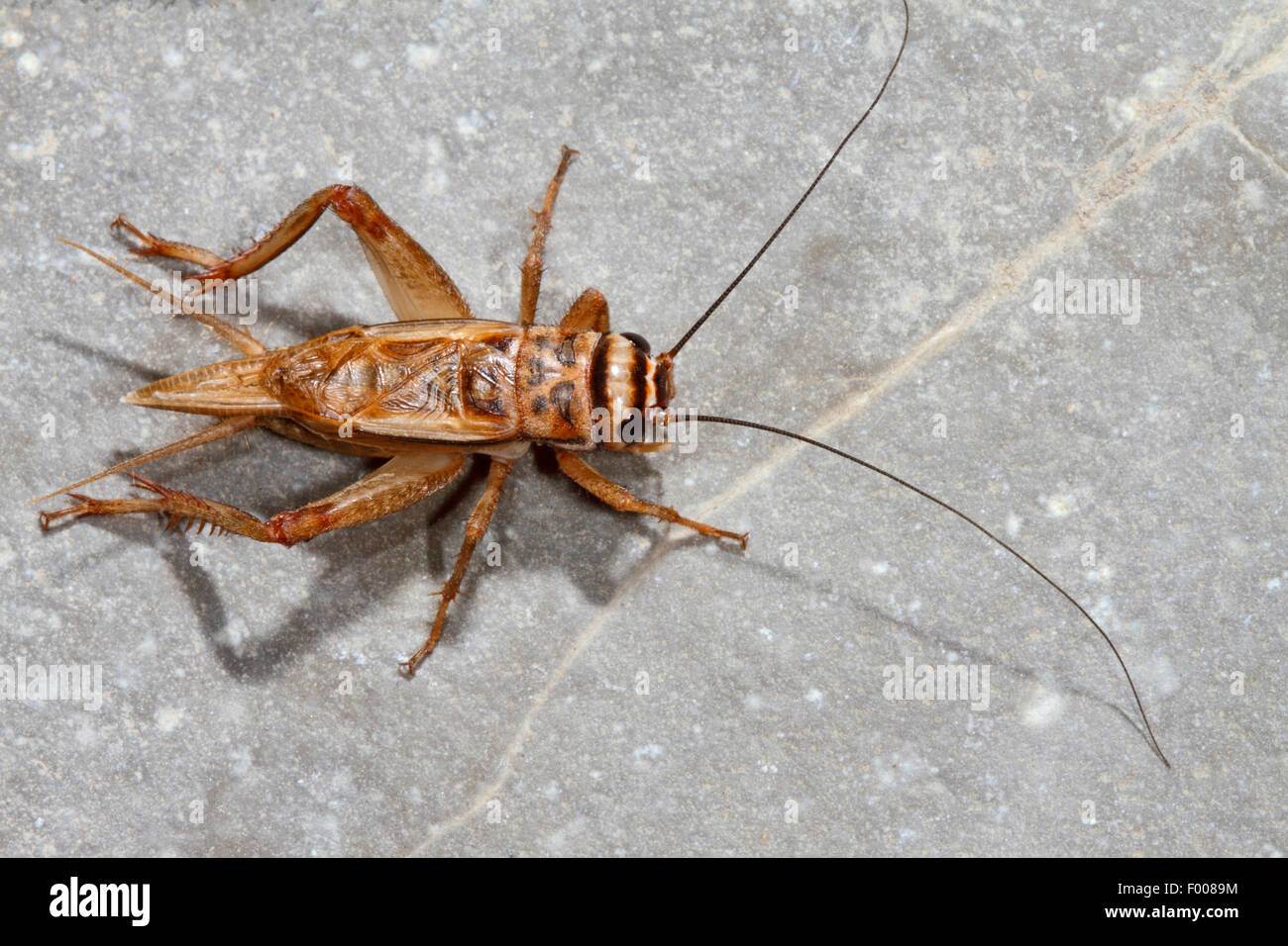Chambre cricket, cricket, intérieur gris intérieur cricket (Acheta domesticus, acheta domestica, Gryllulus domesticus), assis sur le sol, Allemagne Banque D'Images