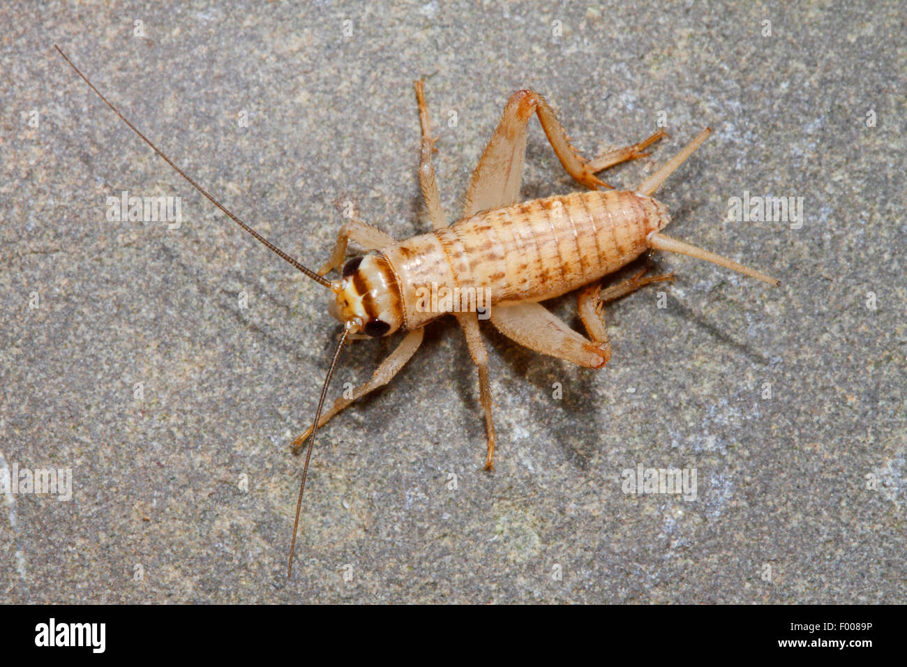 Chambre cricket, cricket, intérieur gris intérieur cricket (Acheta domesticus, acheta domestica, Gryllulus domesticus), assis sur le sol, Allemagne Banque D'Images