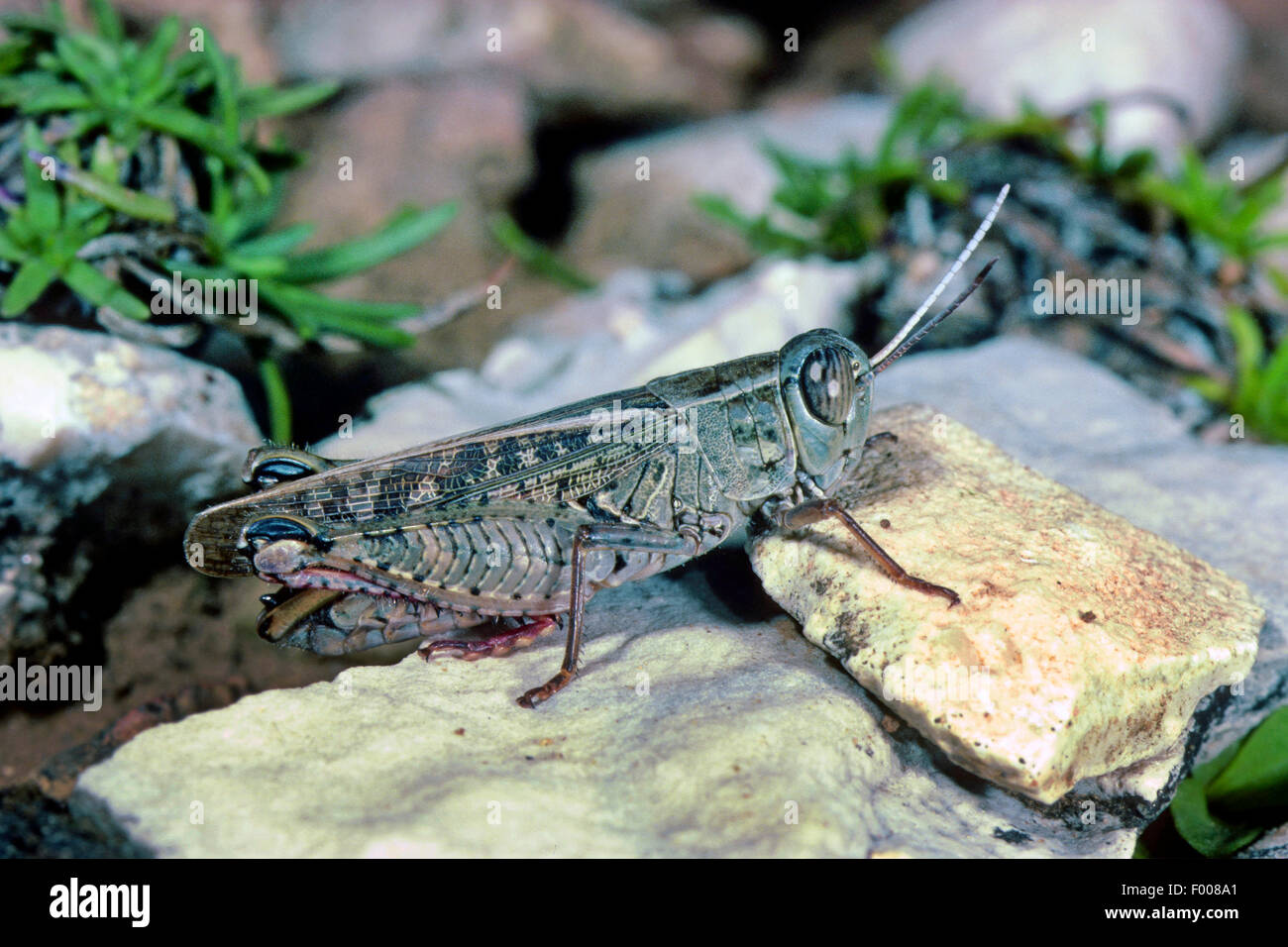 Criquet italien (Calliptamus italicus), homme assis sur des pierres Banque D'Images