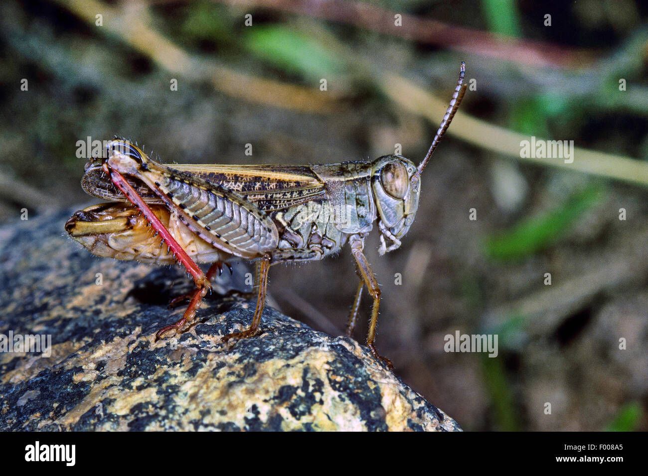 Criquet italien (Calliptamus italicus), homme assis sur une pierre Banque D'Images