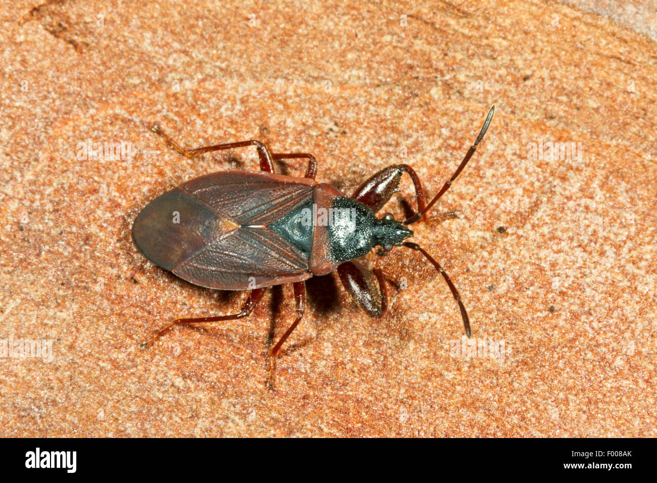 Pomme de Pin, bug bug (Gastrodes grossipes, Gastrodes ferrugineus), assis sur le bois, Allemagne Banque D'Images