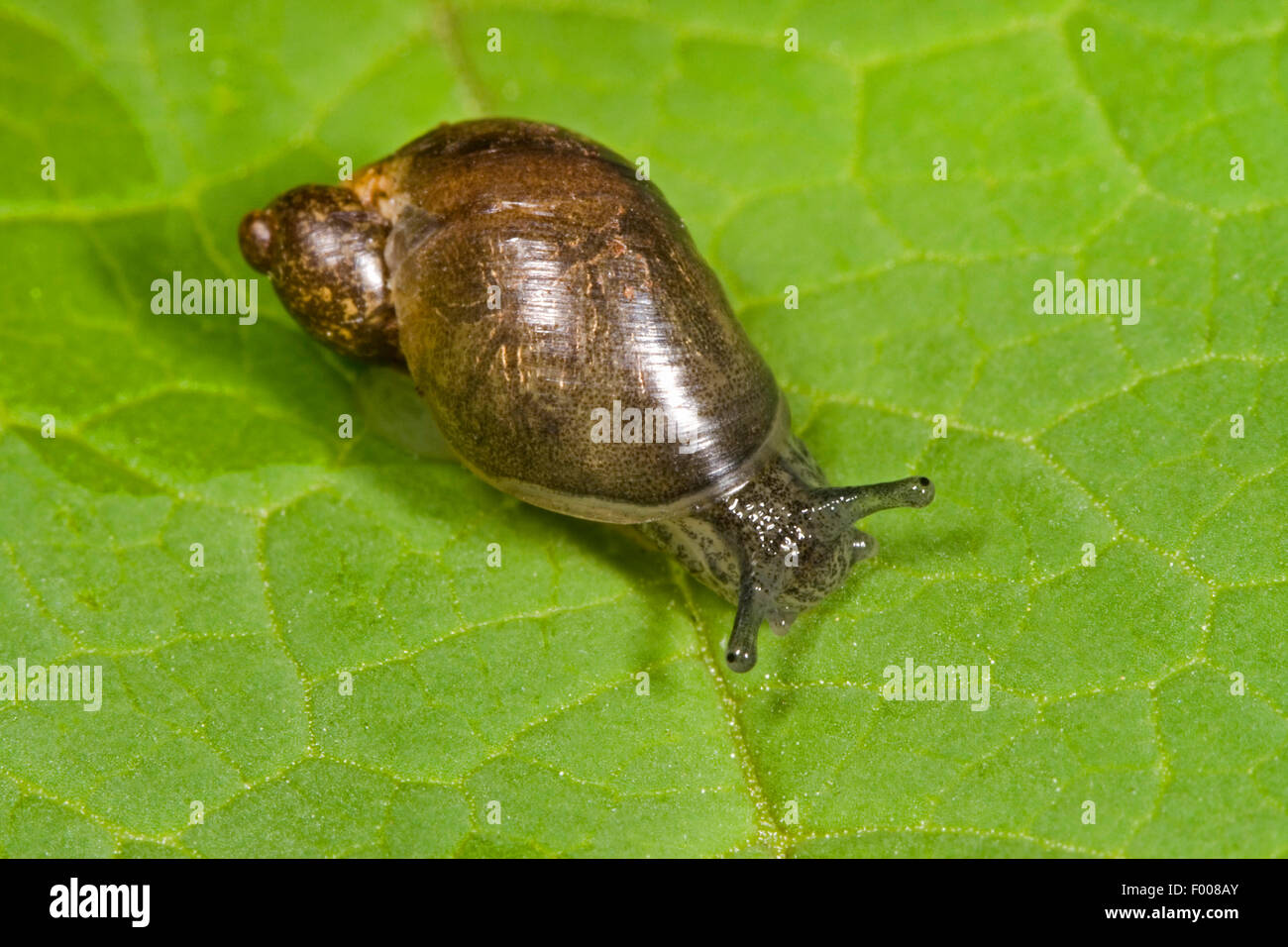 Petit escargot orange (Succinella dulcis), sur une feuille Banque D'Images