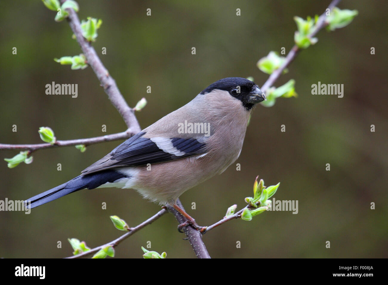 Colvert, Canard colvert, le nord du bouvreuil (Pyrrhula pyrrhula), femelle sur une branche, Allemagne Banque D'Images