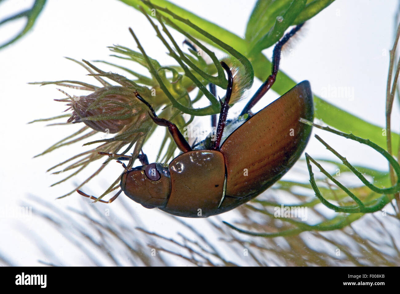 L'eau noire moindre coléoptère, moindre de l'eau d'argent, le moindre argent beetle (Hydrochara caraboides), sous l'eau, de l'Allemagne Banque D'Images