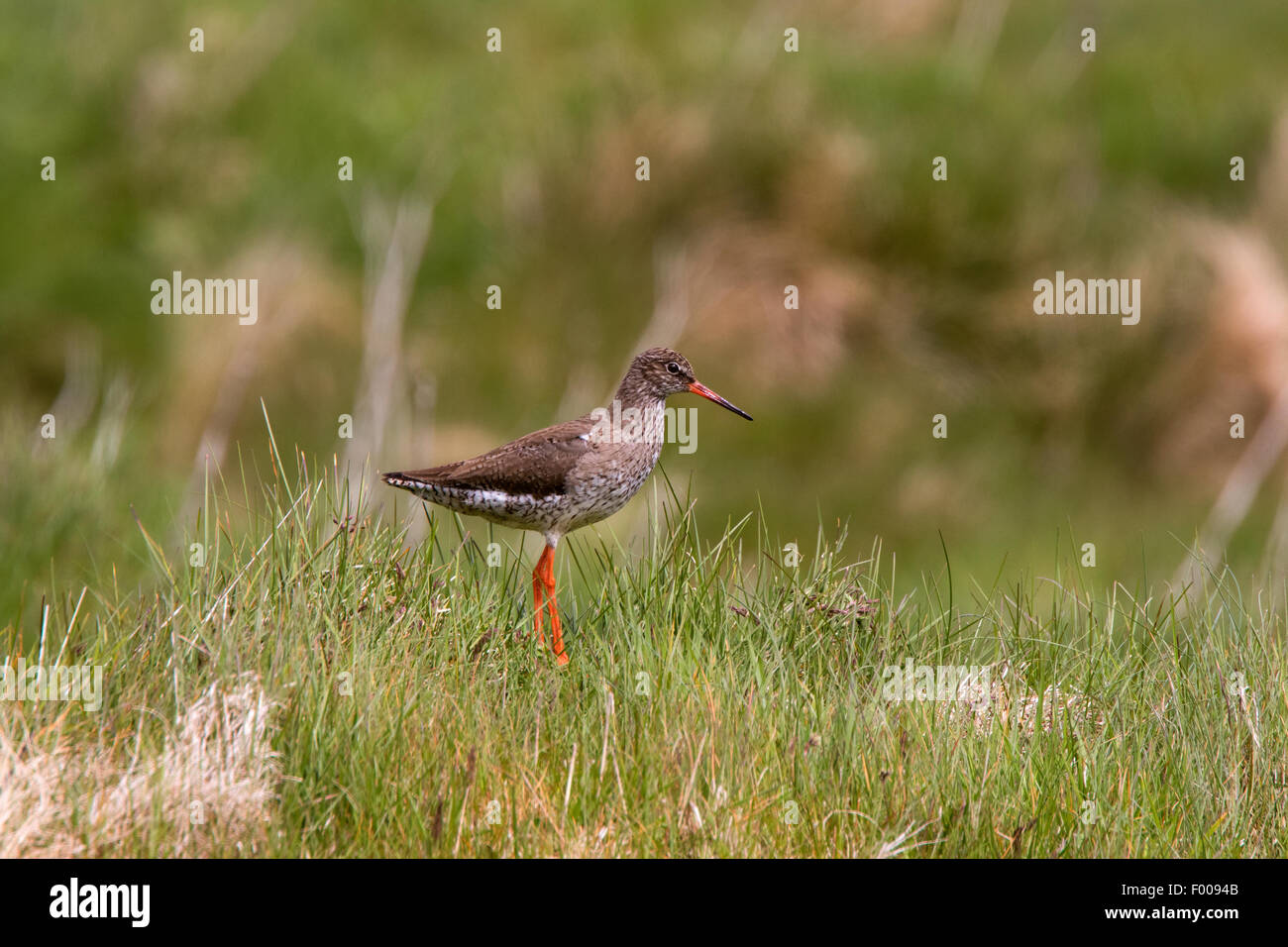 Chevalier Gambette Tringa totanus en plumage nuptial adultes site de nidification Banque D'Images