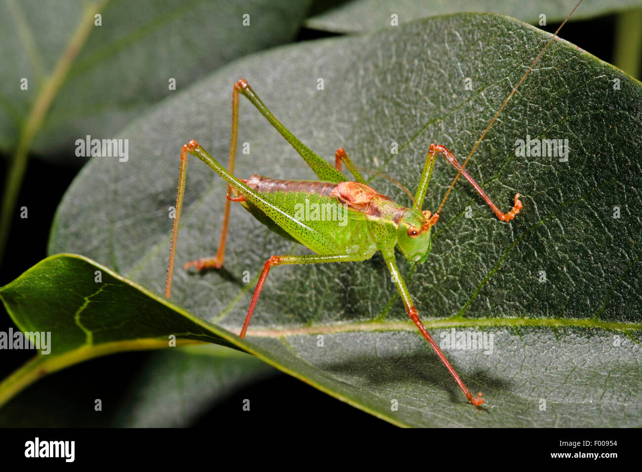 Naseux moucheté, bushcricket (Leptophyes moricei) mâle sur une feuille, Allemagne Banque D'Images