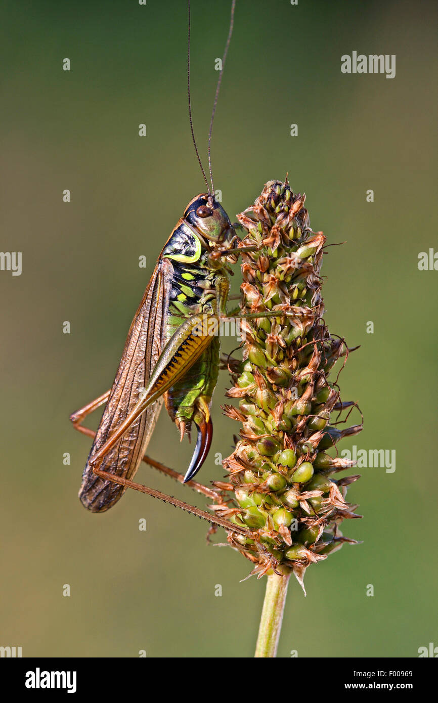 Roesel's Metrioptera roeselii (bushcricket), femelle à l'inflorescence, Allemagne Banque D'Images
