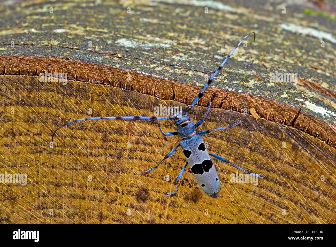 Rosalia longicorn (Rosalia alpina), homme à log, Allemagne Banque D'Images