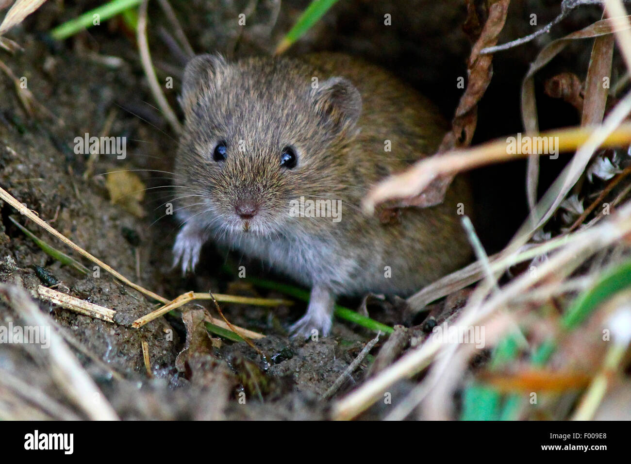 Souris en bois à longue queue, la souris sur le terrain (Apodemus sylvaticus), bois de la souris sur un trou de souris cooming, Germany Banque D'Images