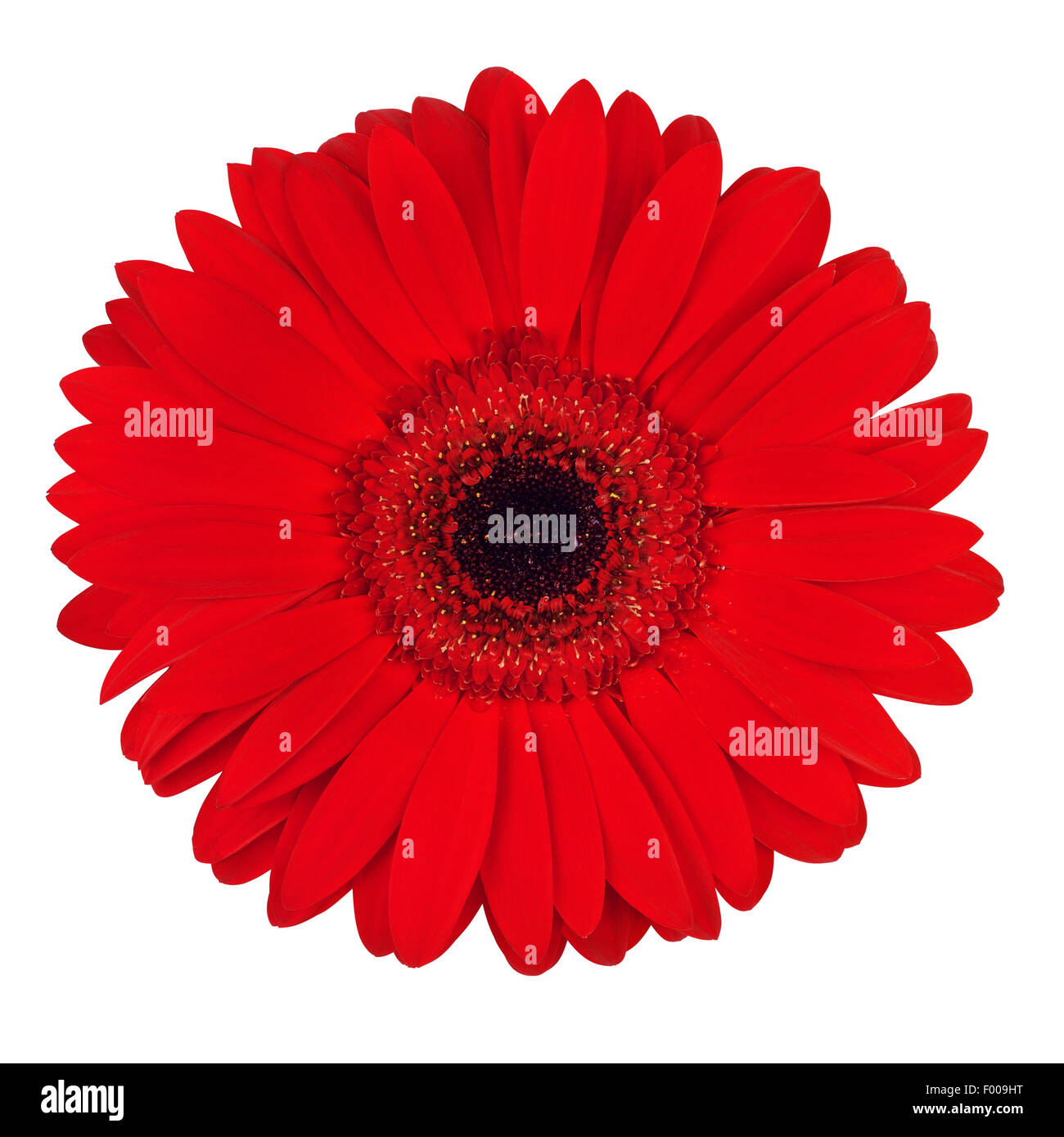 Belle fleur gerbera rouge, isolé sur blanc, vue d'en haut Banque D'Images