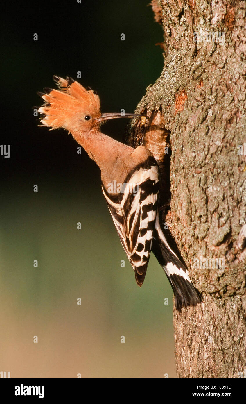 Huppe fasciée (Upupa epops), à un trou dans un tronc d'arbre, Allemagne Banque D'Images
