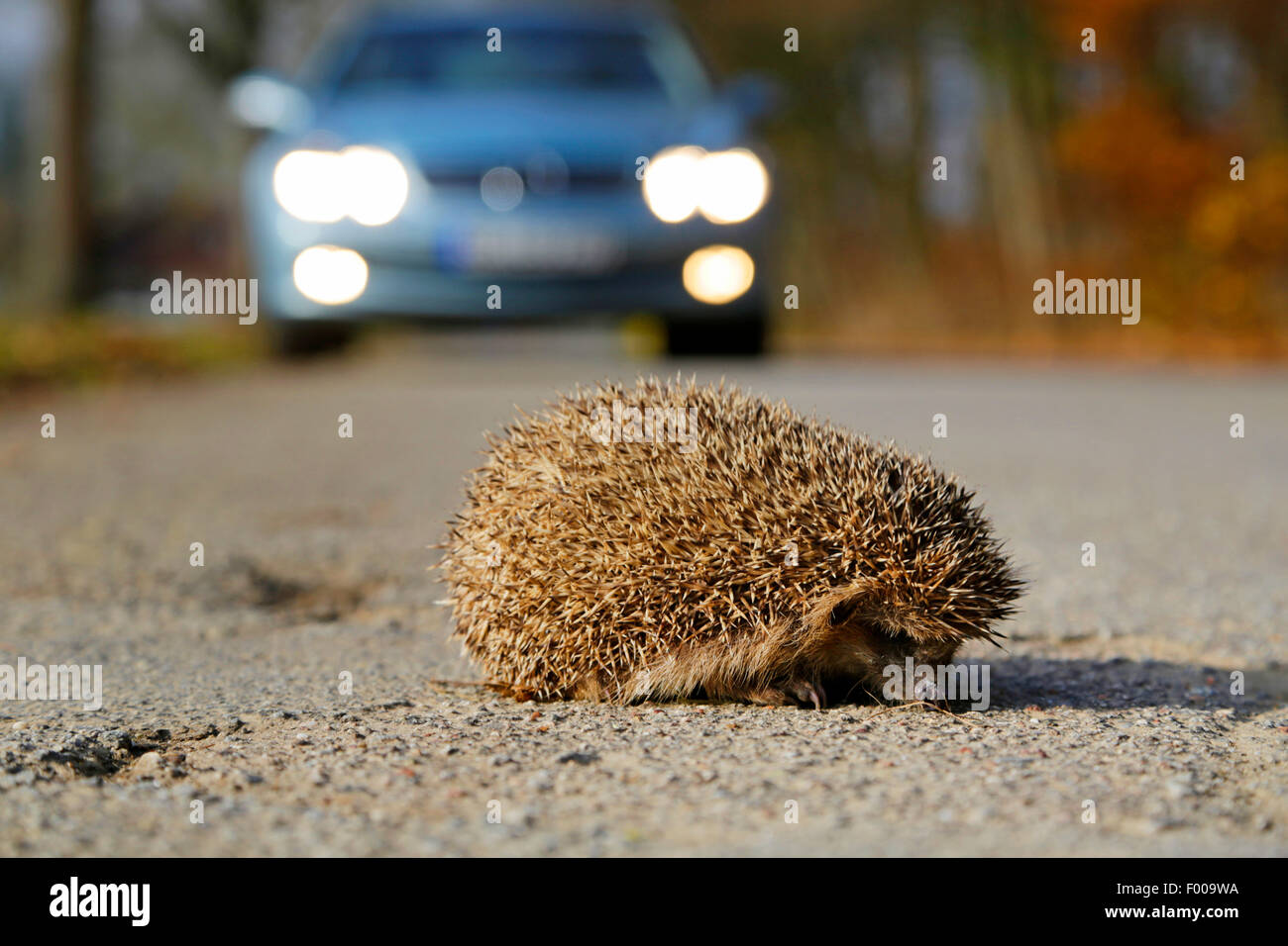 Hérisson hérisson d'Europe de l'Ouest, (Erinaceus europaeus), l'hérisson traversant la rue devant une voiture, l'Allemagne, la Bavière Banque D'Images