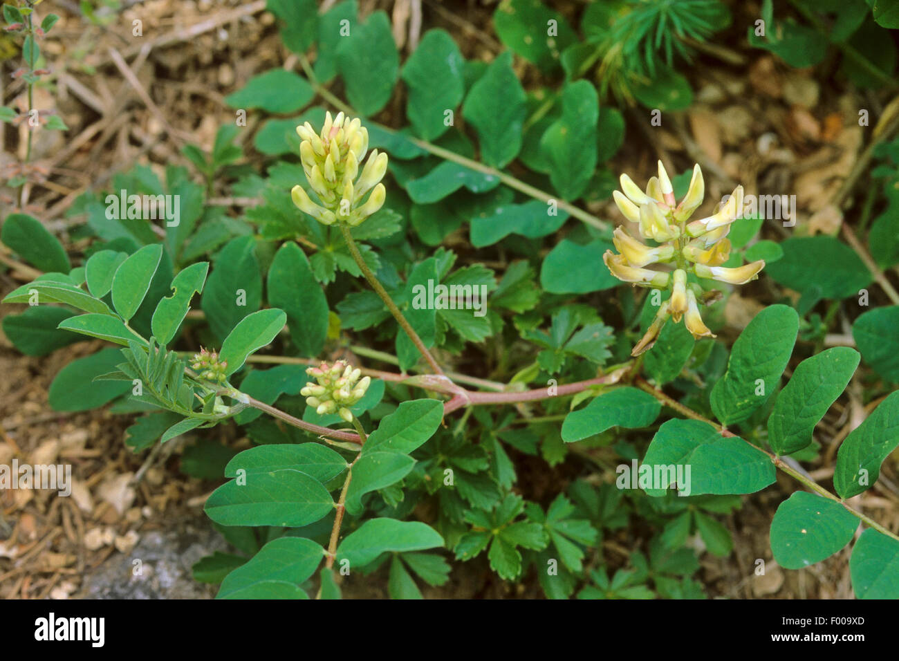 Un, astragale (Astragalus glycyphyllos réglisse sauvage), la floraison, Allemagne Banque D'Images