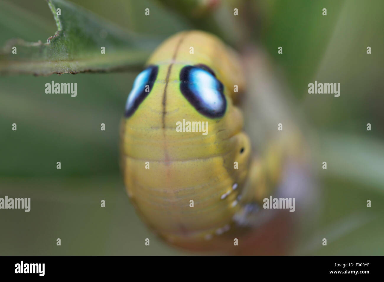 Daphnis nerii oleander (Sphynx), oeil taches sur le thorax de la chenille, la Croatie, Istrie Banque D'Images