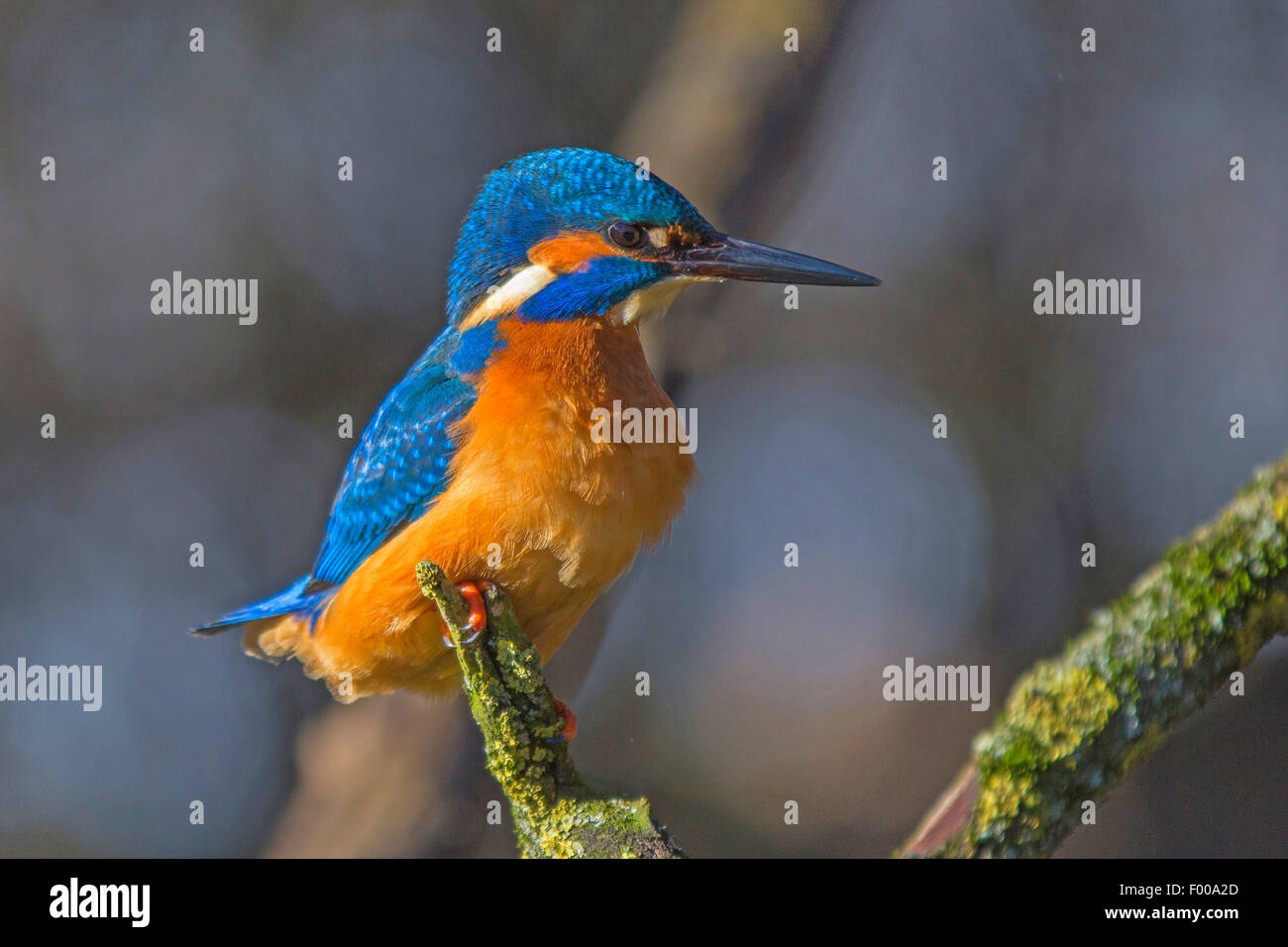River Kingfisher (Alcedo atthis), homme, Allemagne, Bavière Banque D'Images