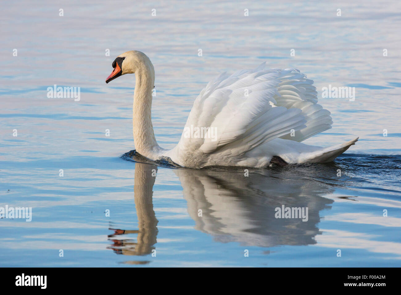 Mute swan (Cygnus olor), affichage de homme, Allemagne, Bavière, le lac de Chiemsee Banque D'Images