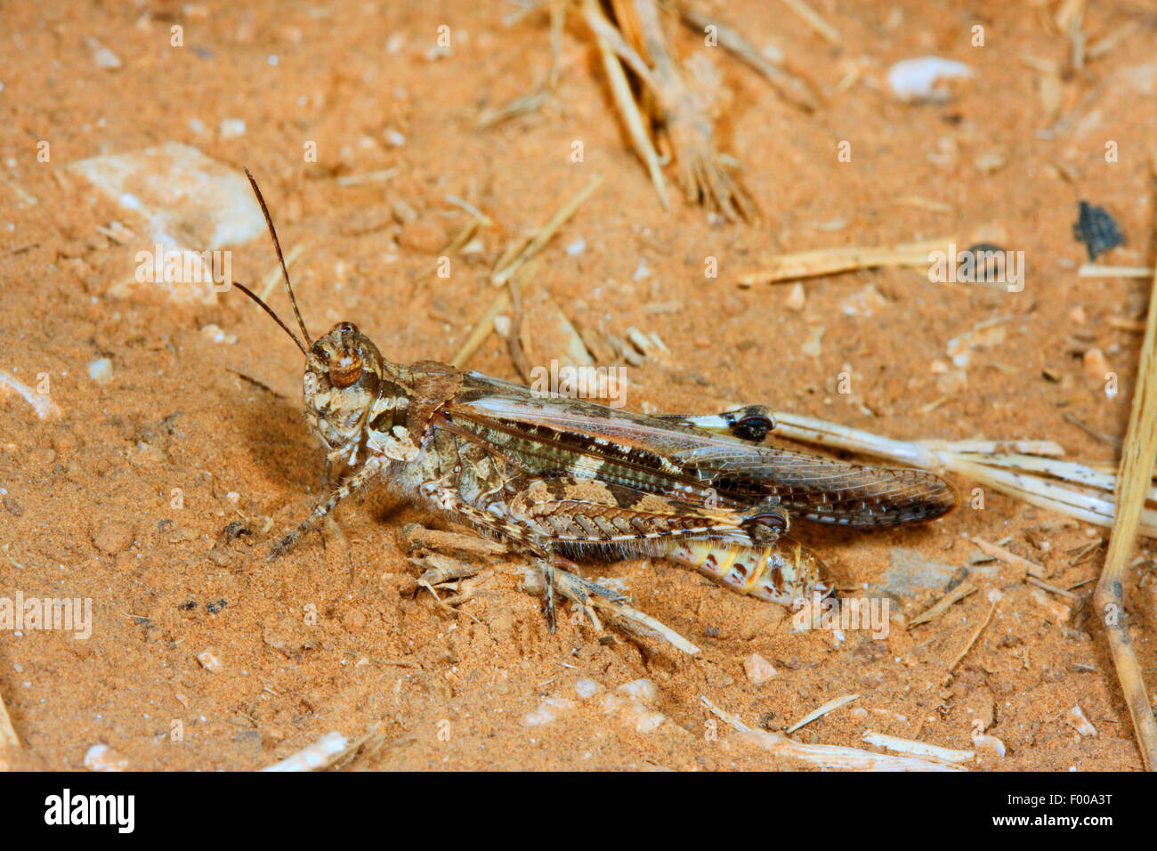 Chevêche svelte, mince sauterelle sauterelle creuser, mince Carouge à sauterelle, Band-winged Grasshopper (Acrotylus patruelis), se trouve sur le terrain Banque D'Images