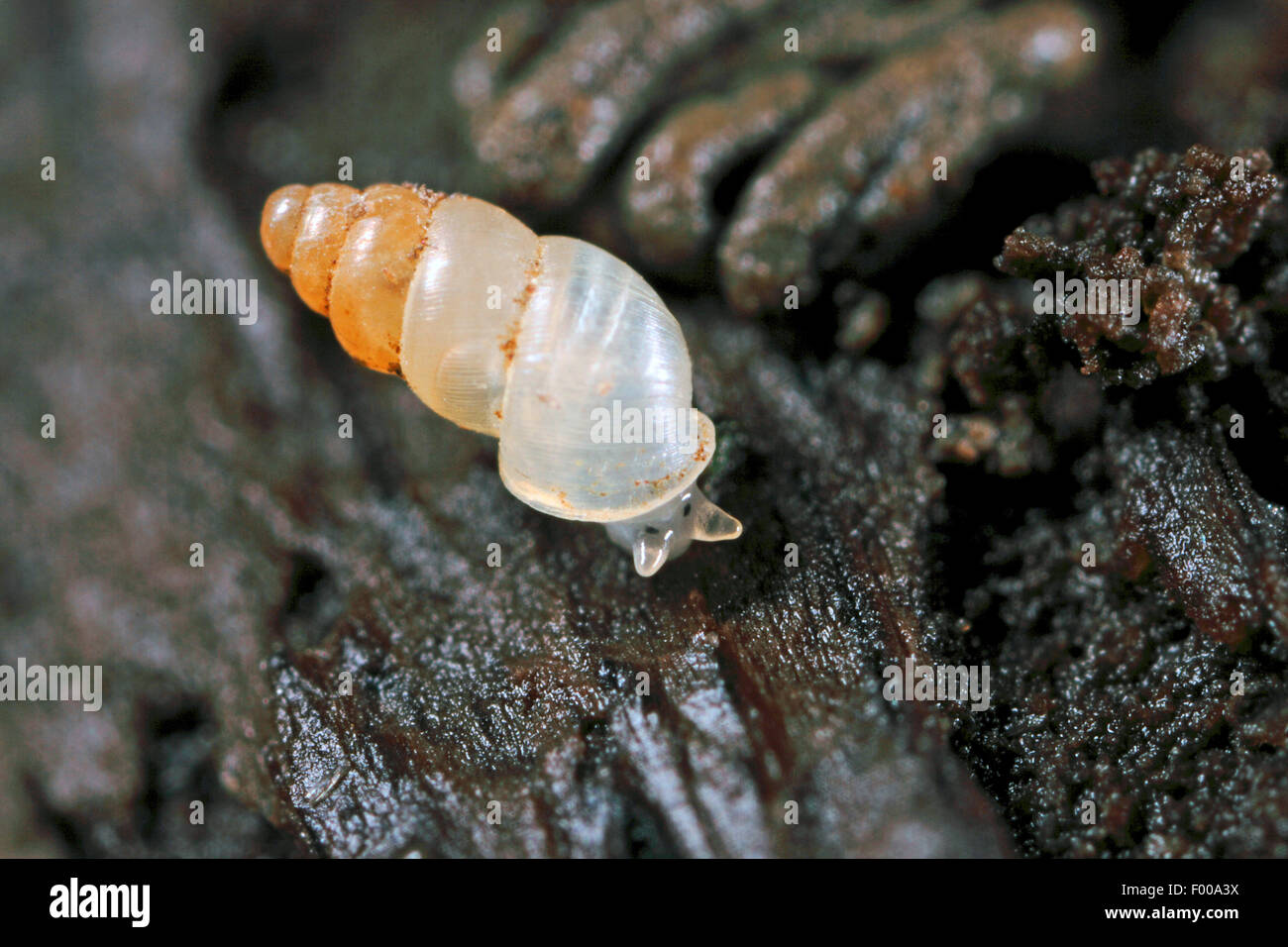 Slender herald escargot, à dents longues, à l'Escargot Herald thorn (Carychium tridentatum escargot), sur le bois humide, Allemagne Banque D'Images